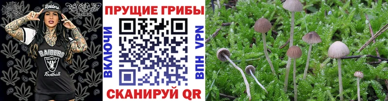 Псилоцибиновые грибы Cubensis  Райчихинск 